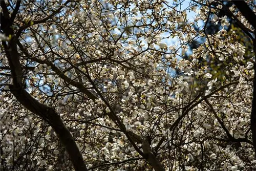 Sternmagnolie - Magnolia stellata - Formgehölze