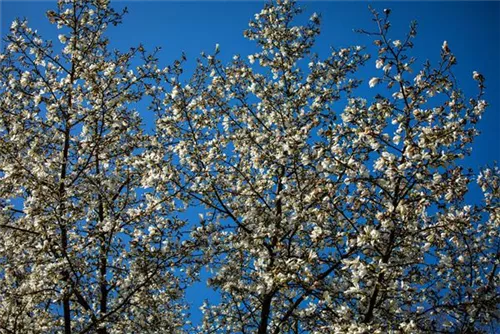 Sternmagnolie - Magnolia stellata - Formgehölze