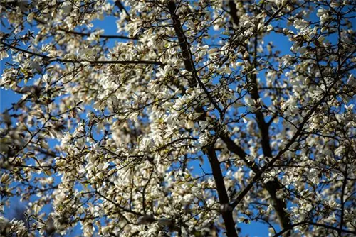 Sternmagnolie - Magnolia stellata - Formgehölze