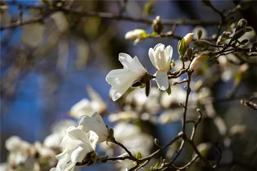 Sternmagnolie - Magnolia stellata - Formgehölze