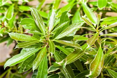 Lavendelheide 'Ralto Rose' - Pieris japonica 'Ralto Rose'