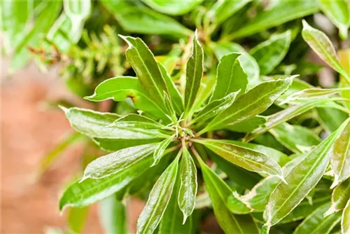 Lavendelheide 'Ralto Rose' - Pieris japonica 'Ralto Rose'