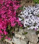 Garten-Teppich-Flammenblume - Phlox subulata 'Scarlet Flame'