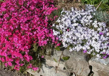 Phlox subulata 'Scarlet Flame' - Garten-Teppich-Flammenblume