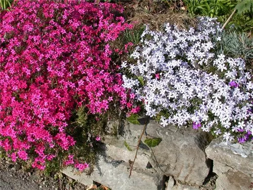 Garten-Teppich-Flammenblume - Phlox subulata 'Scarlet Flame'