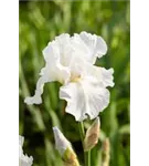 Hohe Garten-Schwertlilie - Iris x barb.-elat.'Lugano'