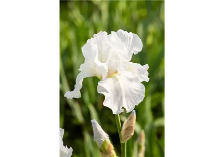 Iris x barb.-elat.'Lugano' - Hohe Garten-Schwertlilie