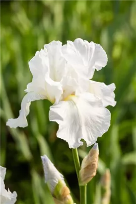 Hohe Garten-Schwertlilie - Iris x barb.-elat.'Lugano'