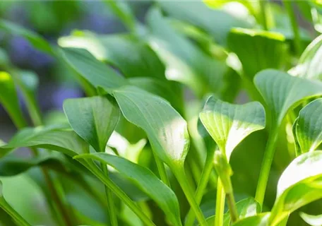 Hosta clausa var.normalis - Geöffnetblühende Korea-Funkie