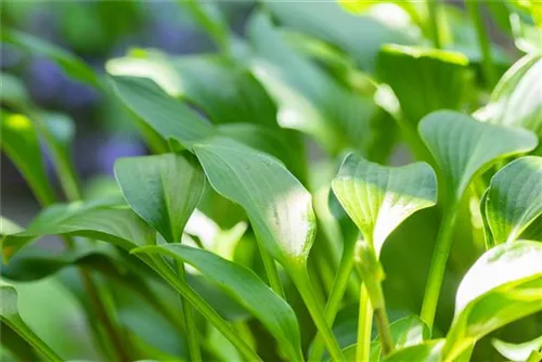 Geöffnetblühende Korea-Funkie - Hosta clausa var.normalis