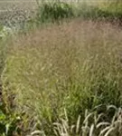 Garten-Ruten-Hirse - Panicum virgatum 'Shenandoah'