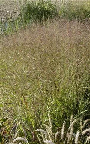 Panicum virgatum 'Warrior'