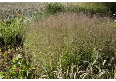 Panicum virgatum 'Warrior' - Garten-Ruten-Hirse