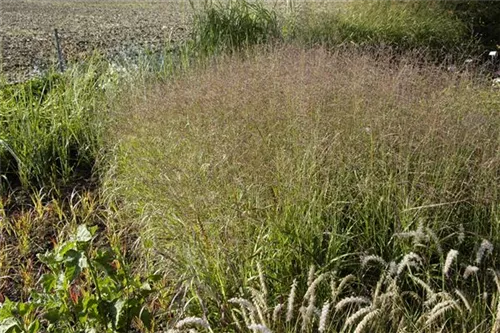 Garten-Ruten-Hirse - Panicum virgatum 'Shenandoah'