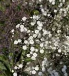 Gefülltblühendes Garten-Schleierkraut - Gypsophila paniculata 'Bristol Fairy'