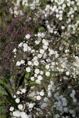 Gefülltblühendes Garten-Schleierkraut - Gypsophila paniculata 'Bristol Fairy'