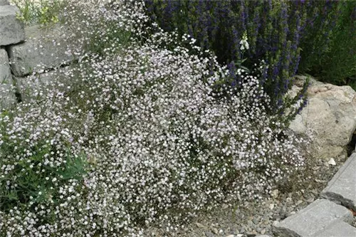 Garten-Schleierkraut - Gypsophila paniculata 'Schneeflocke'