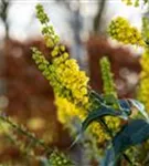 Beales Mahonie - Mahonia bealei