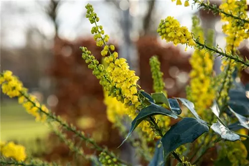 Beales Mahonie - Mahonia bealei