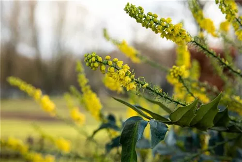 Beales Mahonie - Mahonia bealei