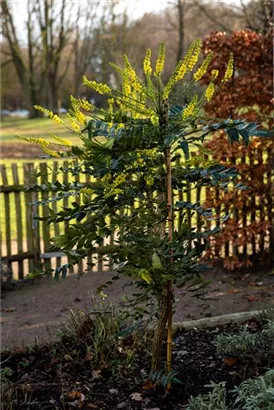 Beales Mahonie - Mahonia bealei