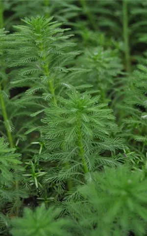 Myriophyllum hippuroides