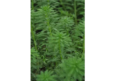 Myriophyllum hippuroides - Tannenwedel-Tausendblatt