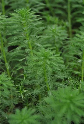 Tannenwedel-Tausendblatt - Myriophyllum hippuroides