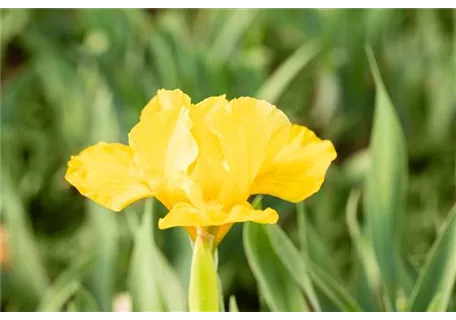 Iris x barb.-nana 'Baria' - Zwergige Garten-Schwertlilie