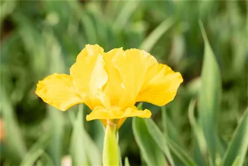 Zwergige Garten-Schwertlilie - Iris x barb.-nana 'Baria'