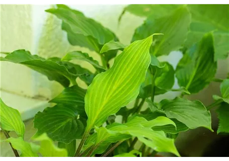 Hosta lancifolia - Lanzen-Funkie