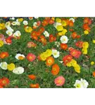 Zwergiger Garten-Mohn - Papaver nudicaule 'Gartenzwerg'