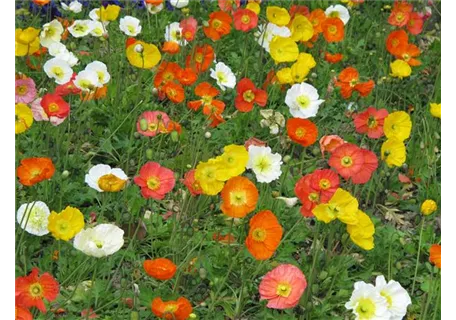 Papaver nudicaule 'Gartenzwerg' - Zwergiger Garten-Mohn