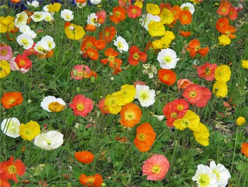 Zwergiger Garten-Mohn - Papaver nudicaule 'Gartenzwerg'