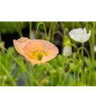 Zwergiger Garten-Mohn - Papaver nudicaule 'Gartenzwerg'