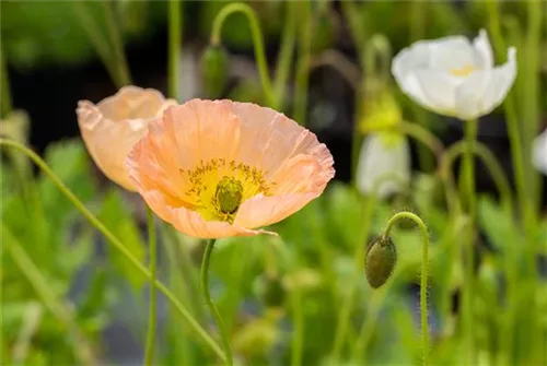 Zwergiger Garten-Mohn - Papaver nudicaule 'Gartenzwerg'