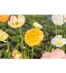 Zwergiger Garten-Mohn - Papaver nudicaule 'Gartenzwerg'