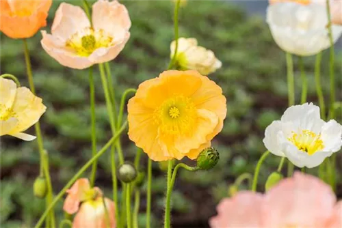 Zwergiger Garten-Mohn - Papaver nudicaule 'Gartenzwerg'