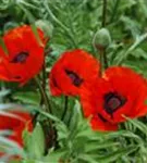 Orientalischer Garten-Mohn - Papaver orientale 'Beauty of Livermere'