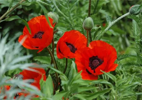 Papaver orientale 'Beauty of Livermere' - Orientalischer Garten-Mohn