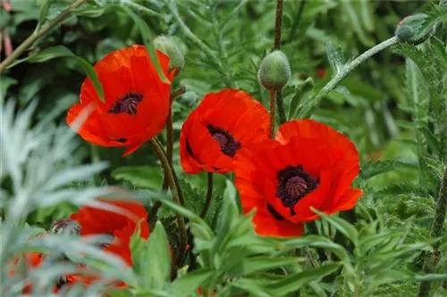 Orientalischer Garten-Mohn - Papaver orientale 'Beauty of Livermere'