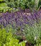 Garten-Lavendel - Lavandula angustifolia 'Siesta'