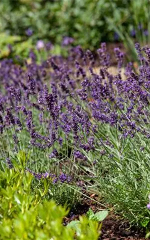 Lavandula angustifolia 'Siesta'