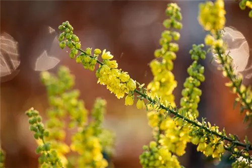 Mahonie 'Winter Sun' - Mahonia media 'Winter Sun'