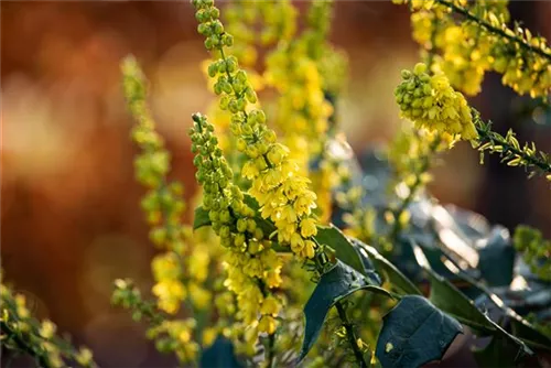 Mahonie 'Winter Sun' - Mahonia media 'Winter Sun'