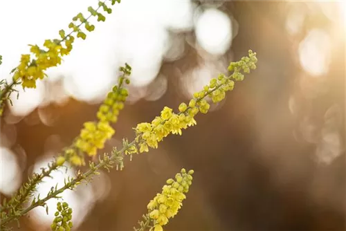 Mahonie 'Winter Sun' - Mahonia media 'Winter Sun'