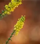 Mahonie 'Winter Sun' - Mahonia media 'Winter Sun'