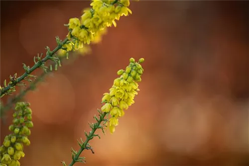 Mahonie 'Winter Sun' - Mahonia media 'Winter Sun'