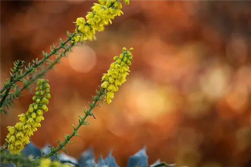 Mahonie 'Winter Sun' - Mahonia media 'Winter Sun'