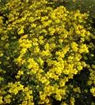 Gold-Fingerkraut - Potentilla aurea